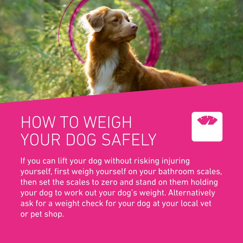 Frontline Tri-Act Spot On Flea and Tick Treatment For Small Medium and Large Dogs 3