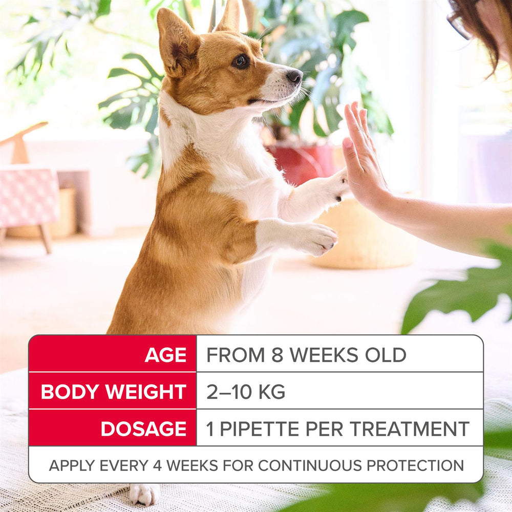 Beaphar FIPROtec Flea & Tick Spot-On Treatment for Small Dogs (2-10kg), 1, 4, 6