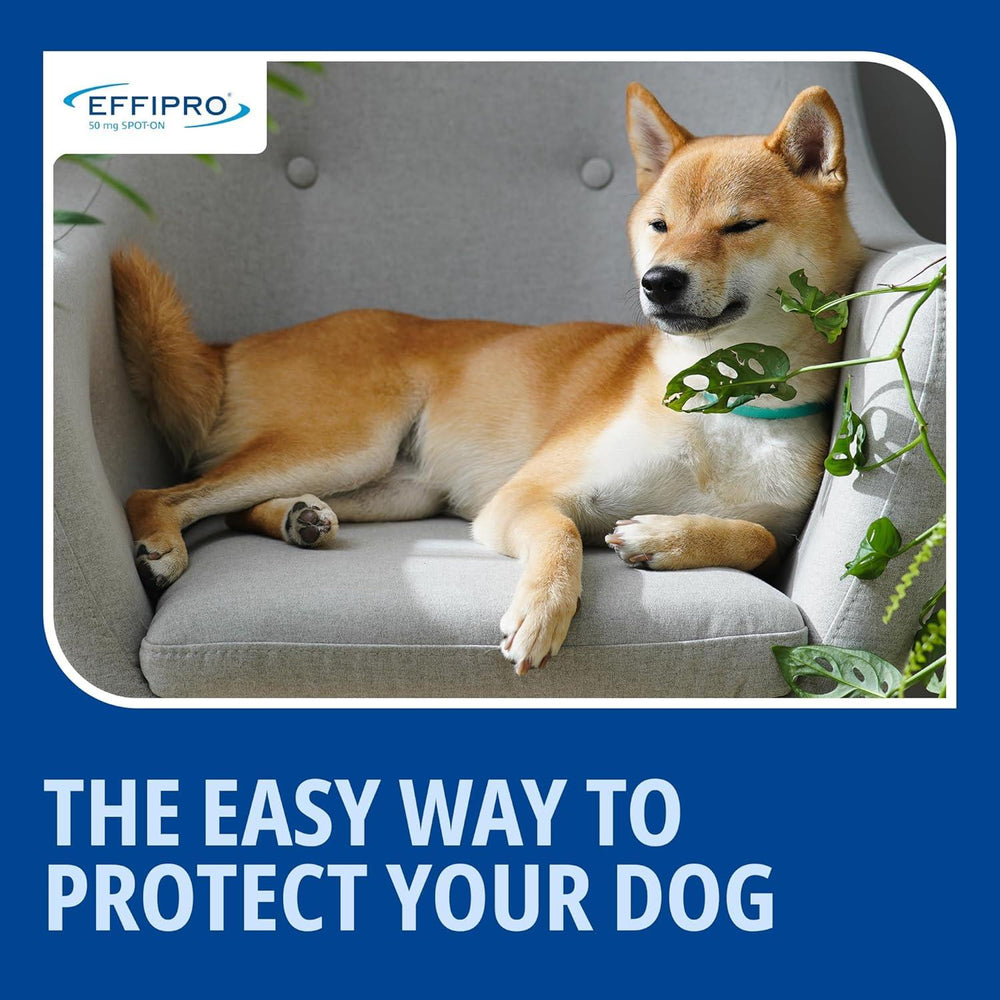 Effipro Spot On Flea Treatment AVM-GSL For Pets Cats & Dogs 4 Pipettes With Fipronil