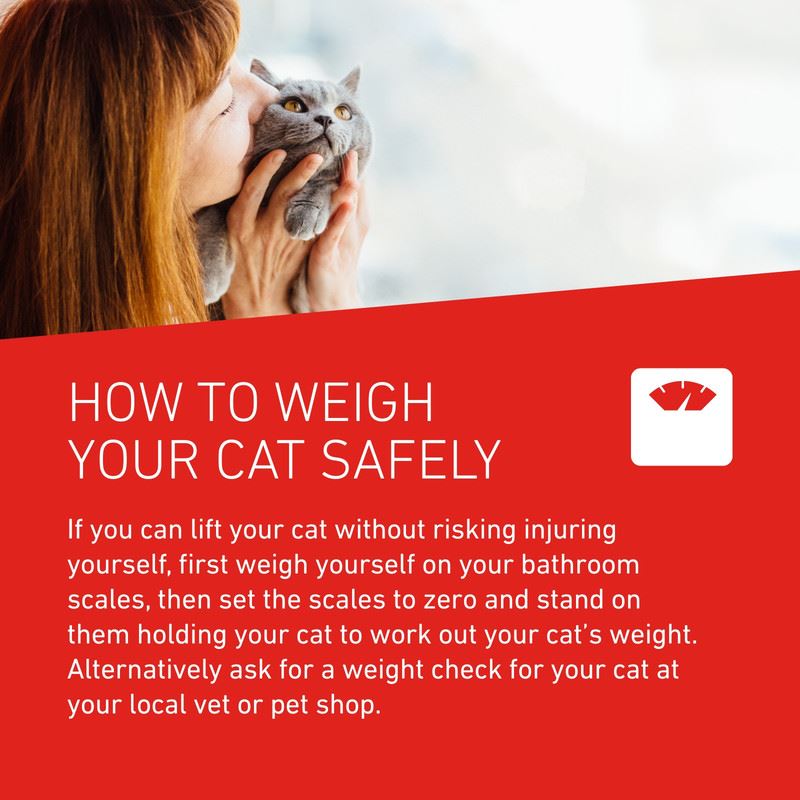 FRONTLINE WORMER - Cat & Dog Worming Treatment Tablets