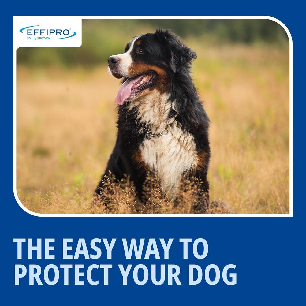 Effipro Spot On Flea Treatment AVM-GSL For Pets Cats & Dogs 4 Pipettes With Fipronil